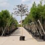 Leibeuk rood (Fagus)